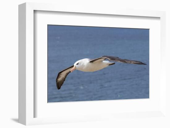 Black-Browed Albatross or Mollymawk, Flight Shot. Falkland Islands-Martin Zwick-Framed Photographic Print