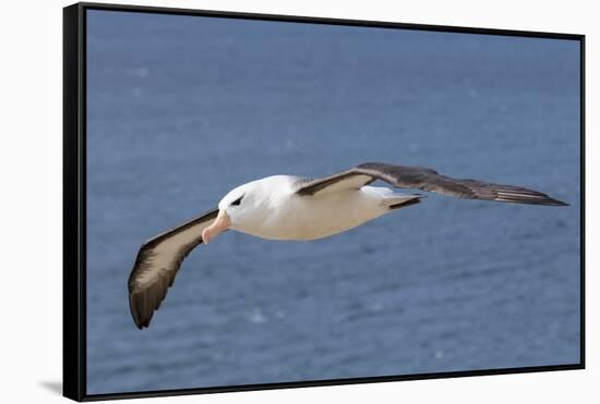 Black-Browed Albatross or Mollymawk, Flight Shot. Falkland Islands-Martin Zwick-Framed Stretched Canvas