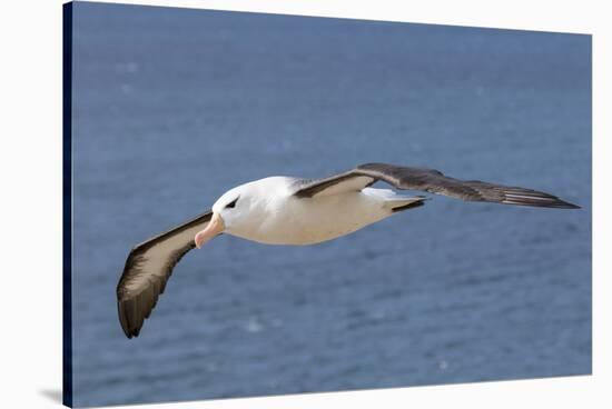 Black-Browed Albatross or Mollymawk, Flight Shot. Falkland Islands-Martin Zwick-Stretched Canvas