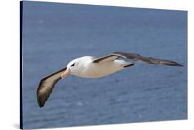 Black-Browed Albatross or Mollymawk, Flight Shot. Falkland Islands-Martin Zwick-Stretched Canvas