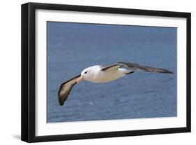 Black-Browed Albatross or Mollymawk, Flight Shot. Falkland Islands-Martin Zwick-Framed Photographic Print