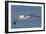 Black-Browed Albatross or Mollymawk, Flight Shot. Falkland Islands-Martin Zwick-Framed Photographic Print