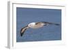 Black-Browed Albatross or Mollymawk, Flight Shot. Falkland Islands-Martin Zwick-Framed Photographic Print