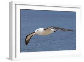 Black-Browed Albatross or Mollymawk, Flight Shot. Falkland Islands-Martin Zwick-Framed Photographic Print