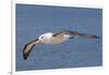 Black-Browed Albatross or Mollymawk, Flight Shot. Falkland Islands-Martin Zwick-Framed Photographic Print