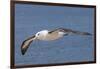 Black-Browed Albatross or Mollymawk, Flight Shot. Falkland Islands-Martin Zwick-Framed Photographic Print