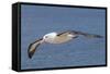 Black-Browed Albatross or Mollymawk, Flight Shot. Falkland Islands-Martin Zwick-Framed Stretched Canvas