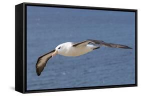 Black-Browed Albatross or Mollymawk, Flight Shot. Falkland Islands-Martin Zwick-Framed Stretched Canvas