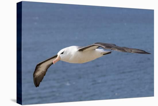 Black-Browed Albatross or Mollymawk, Flight Shot. Falkland Islands-Martin Zwick-Stretched Canvas