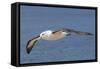 Black-Browed Albatross or Mollymawk, Flight Shot. Falkland Islands-Martin Zwick-Framed Stretched Canvas