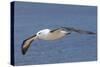 Black-Browed Albatross or Mollymawk, Flight Shot. Falkland Islands-Martin Zwick-Stretched Canvas