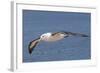 Black-Browed Albatross or Mollymawk, Flight Shot. Falkland Islands-Martin Zwick-Framed Photographic Print