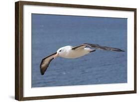 Black-Browed Albatross or Mollymawk, Flight Shot. Falkland Islands-Martin Zwick-Framed Photographic Print