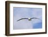 Black-Browed Albatross or Mollymawk, Flight Shot. Falkland Islands-Martin Zwick-Framed Photographic Print