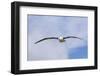 Black-Browed Albatross or Mollymawk, Flight Shot. Falkland Islands-Martin Zwick-Framed Photographic Print