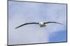 Black-Browed Albatross or Mollymawk, Flight Shot. Falkland Islands-Martin Zwick-Mounted Photographic Print