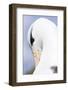 Black-Browed Albatross or Mollymawk, Portrait. Falkland Islands-Martin Zwick-Framed Photographic Print