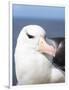 Black-Browed Albatross or Mollymawk, Portrait. Falkland Islands-Martin Zwick-Framed Photographic Print