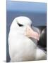 Black-Browed Albatross or Mollymawk, Portrait. Falkland Islands-Martin Zwick-Mounted Photographic Print