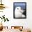 Black-Browed Albatross or Mollymawk, Portrait. Falkland Islands-Martin Zwick-Framed Photographic Print displayed on a wall