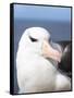 Black-Browed Albatross or Mollymawk, Portrait. Falkland Islands-Martin Zwick-Framed Stretched Canvas