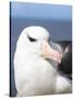 Black-Browed Albatross or Mollymawk, Portrait. Falkland Islands-Martin Zwick-Stretched Canvas