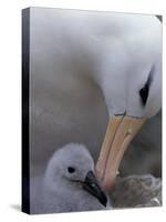 Black-Browed Albatross Preening Chick in Nest, Falkland Islands-Theo Allofs-Stretched Canvas