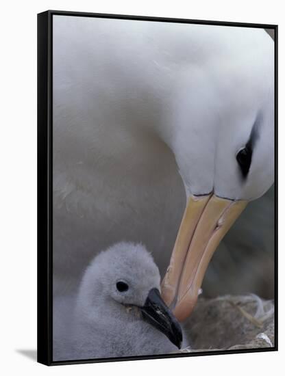 Black-Browed Albatross Preening Chick in Nest, Falkland Islands-Theo Allofs-Framed Stretched Canvas