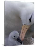 Black-Browed Albatross Preening Chick in Nest, Falkland Islands-Theo Allofs-Stretched Canvas