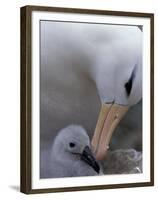 Black-Browed Albatross Preening Chick in Nest, Falkland Islands-Theo Allofs-Framed Premium Photographic Print