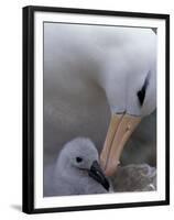 Black-Browed Albatross Preening Chick in Nest, Falkland Islands-Theo Allofs-Framed Premium Photographic Print