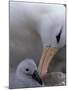 Black-Browed Albatross Preening Chick in Nest, Falkland Islands-Theo Allofs-Mounted Premium Photographic Print
