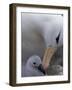 Black-Browed Albatross Preening Chick in Nest, Falkland Islands-Theo Allofs-Framed Photographic Print