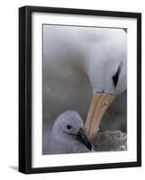 Black-Browed Albatross Preening Chick in Nest, Falkland Islands-Theo Allofs-Framed Photographic Print