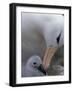 Black-Browed Albatross Preening Chick in Nest, Falkland Islands-Theo Allofs-Framed Photographic Print