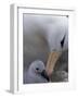 Black-Browed Albatross Preening Chick in Nest, Falkland Islands-Theo Allofs-Framed Photographic Print