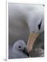Black-Browed Albatross Preening Chick in Nest, Falkland Islands-Theo Allofs-Framed Photographic Print