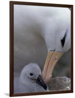 Black-Browed Albatross Preening Chick in Nest, Falkland Islands-Theo Allofs-Framed Photographic Print