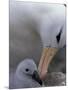 Black-Browed Albatross Preening Chick in Nest, Falkland Islands-Theo Allofs-Mounted Photographic Print