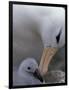 Black-Browed Albatross Preening Chick in Nest, Falkland Islands-Theo Allofs-Framed Photographic Print