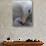 Black-Browed Albatross Preening Chick in Nest, Falkland Islands-Theo Allofs-Photographic Print displayed on a wall