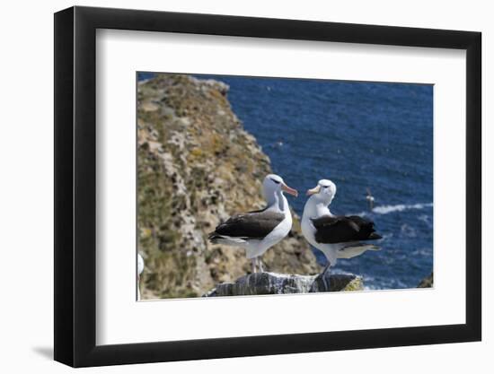 Black-Browed Albatross. Saunders Island. Falkland Islands.-Tom Norring-Framed Photographic Print