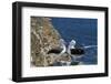 Black-Browed Albatross. Saunders Island. Falkland Islands.-Tom Norring-Framed Photographic Print