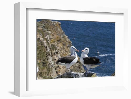 Black-Browed Albatross. Saunders Island. Falkland Islands.-Tom Norring-Framed Photographic Print