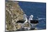 Black-Browed Albatross. Saunders Island. Falkland Islands.-Tom Norring-Mounted Photographic Print