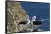 Black-Browed Albatross. Saunders Island. Falkland Islands.-Tom Norring-Framed Stretched Canvas