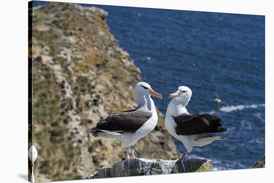 Black-Browed Albatross. Saunders Island. Falkland Islands.-Tom Norring-Stretched Canvas