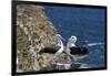 Black-Browed Albatross. Saunders Island. Falkland Islands.-Tom Norring-Framed Photographic Print