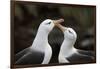 Black-Browed Albatross. Saunders Island. Falkland Islands.-Tom Norring-Framed Photographic Print