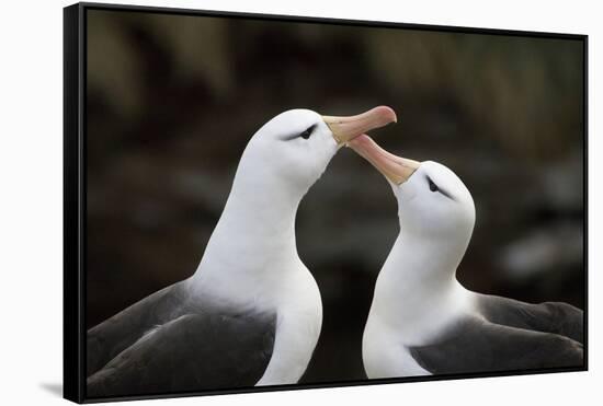 Black-Browed Albatross. Saunders Island. Falkland Islands.-Tom Norring-Framed Stretched Canvas